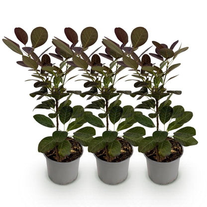 Tuinplant - Cotinus coggyria Royal Purple - 3 Planten - Weinig Onderhoud - Forestbloom