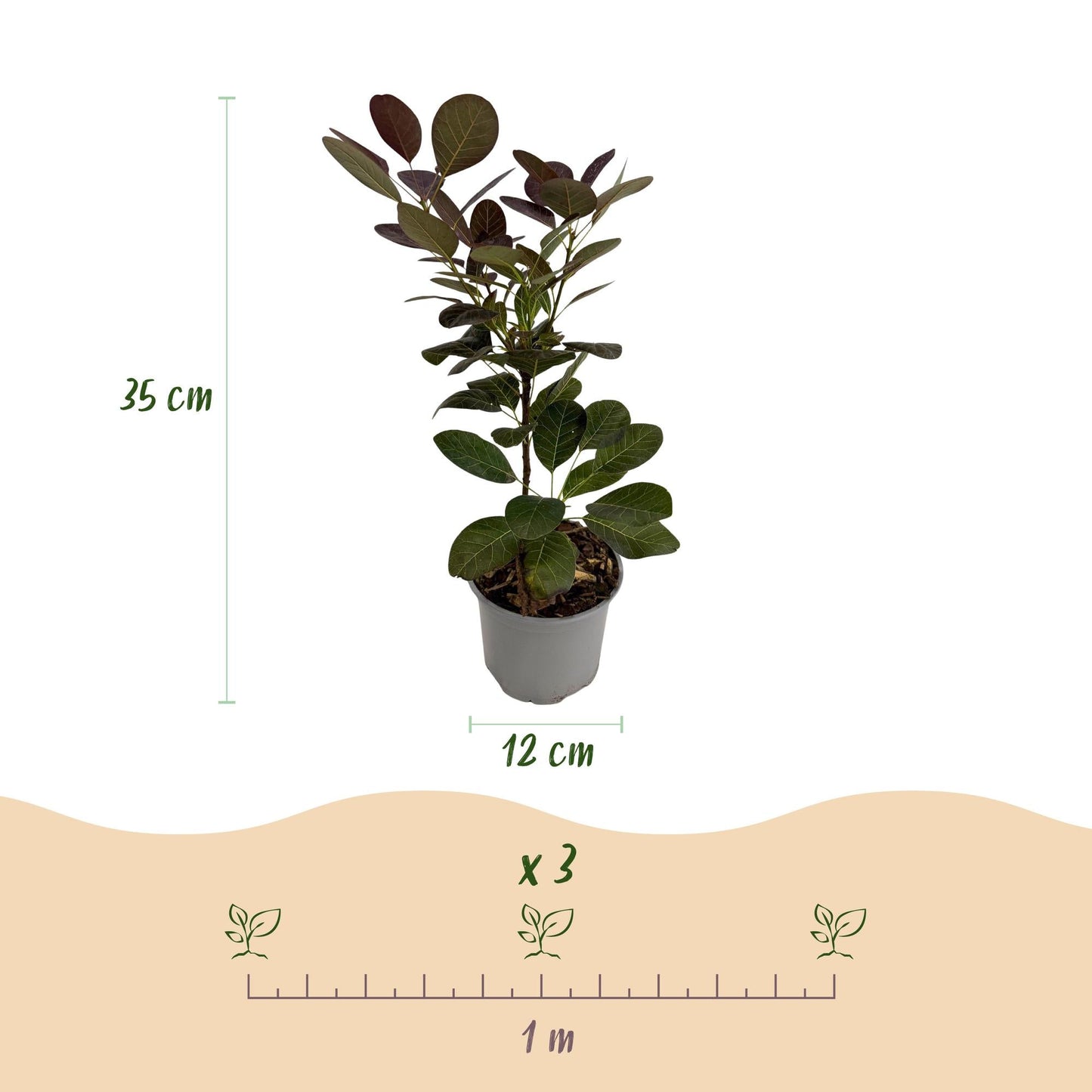 Tuinplant - Cotinus coggyria Royal Purple - 3 Planten - Weinig Onderhoud - Forestbloom