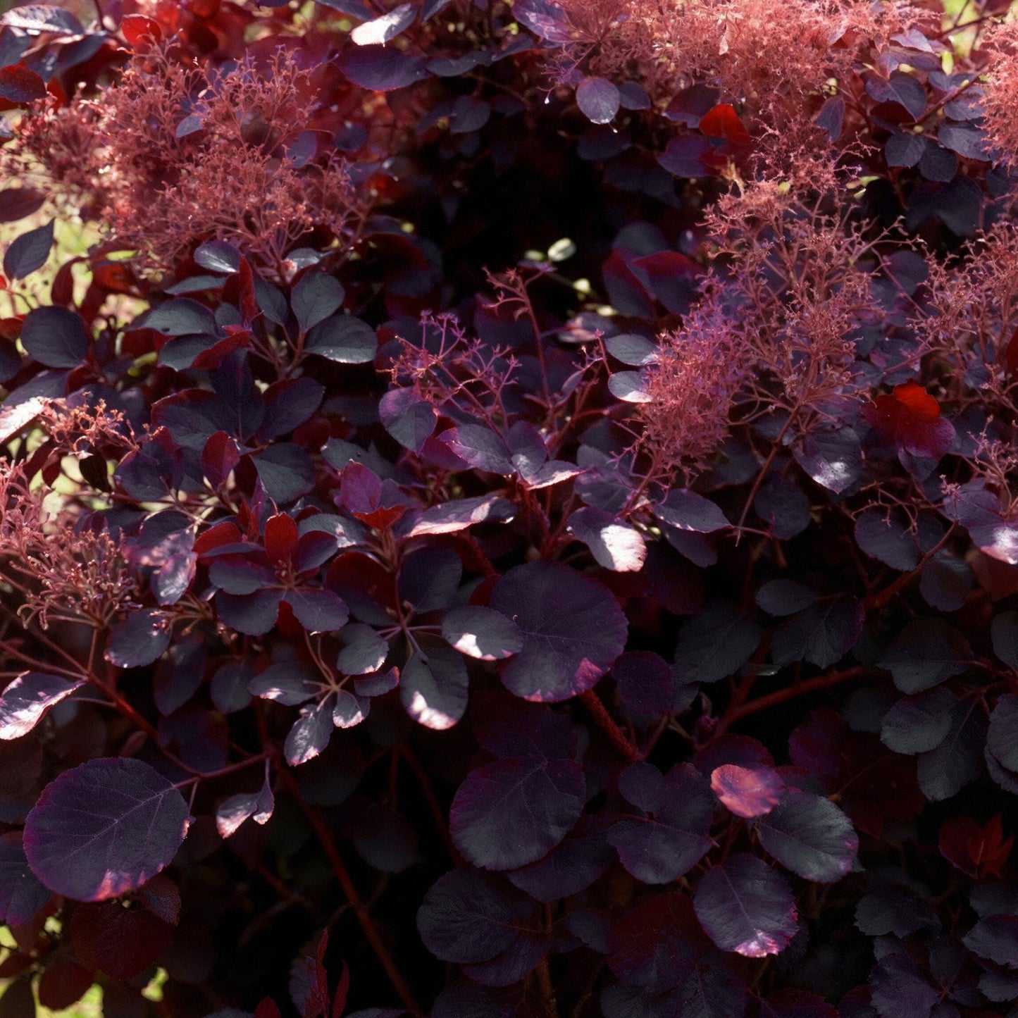 Tuinplant - Cotinus coggyria Royal Purple - 3 Planten - Weinig Onderhoud - Forestbloom