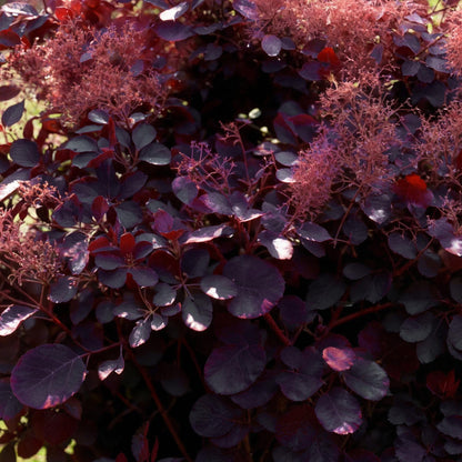 Tuinplant - Cotinus coggyria Royal Purple - 3 Planten - Weinig Onderhoud - Forestbloom