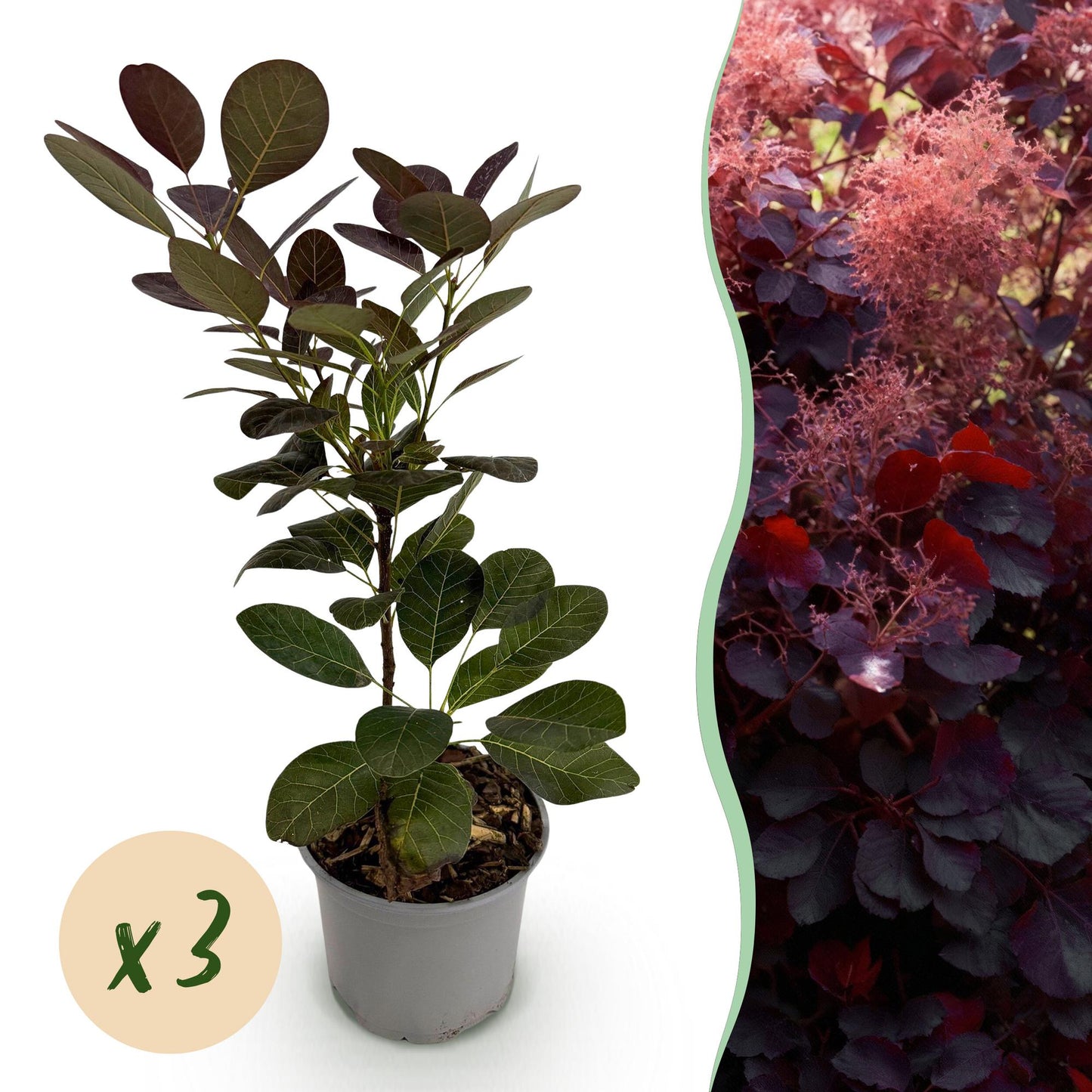 Tuinplant - Cotinus coggyria Royal Purple - 3 Planten - Weinig Onderhoud - Forestbloom