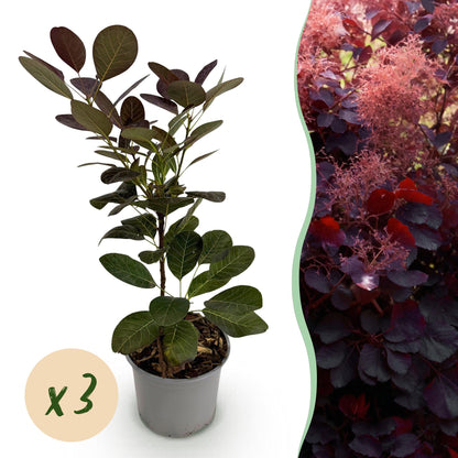 Tuinplant - Cotinus coggyria Royal Purple - 3 Planten - Weinig Onderhoud - Forestbloom