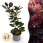 Tuinplant - Cotinus coggyria Royal Purple - 3 Planten - Weinig Onderhoud - Forestbloom