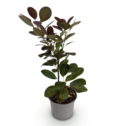 Tuinplant - Cotinus coggyria Royal Purple - Weinig Onderhoud - Forestbloom