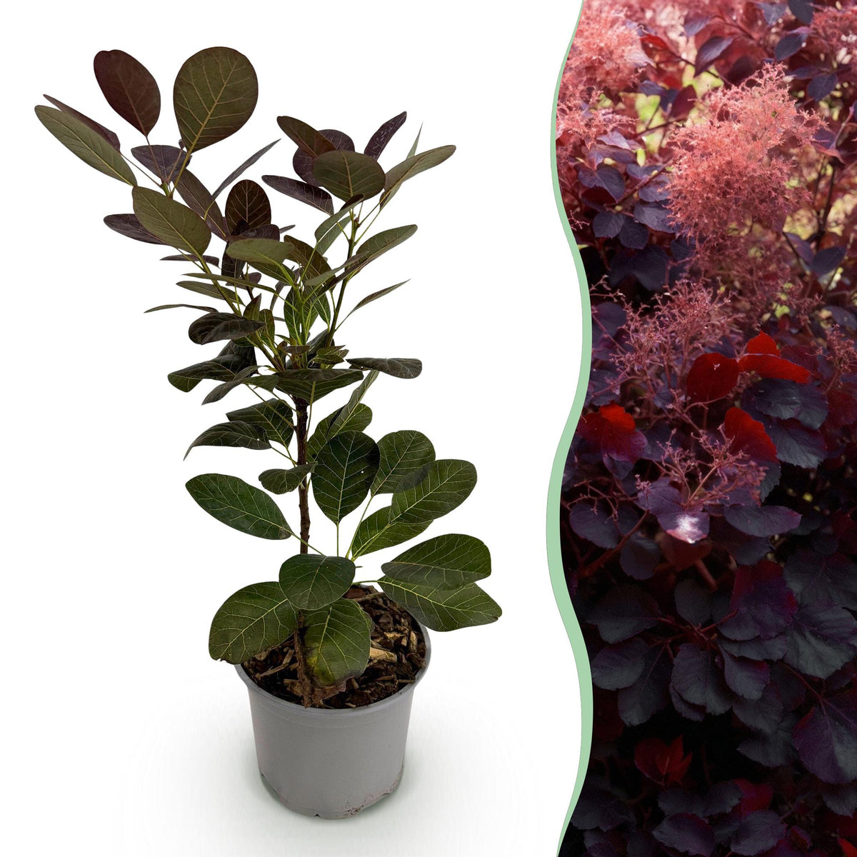 Tuinplant - Cotinus coggyria Royal Purple - Weinig Onderhoud - Forestbloom