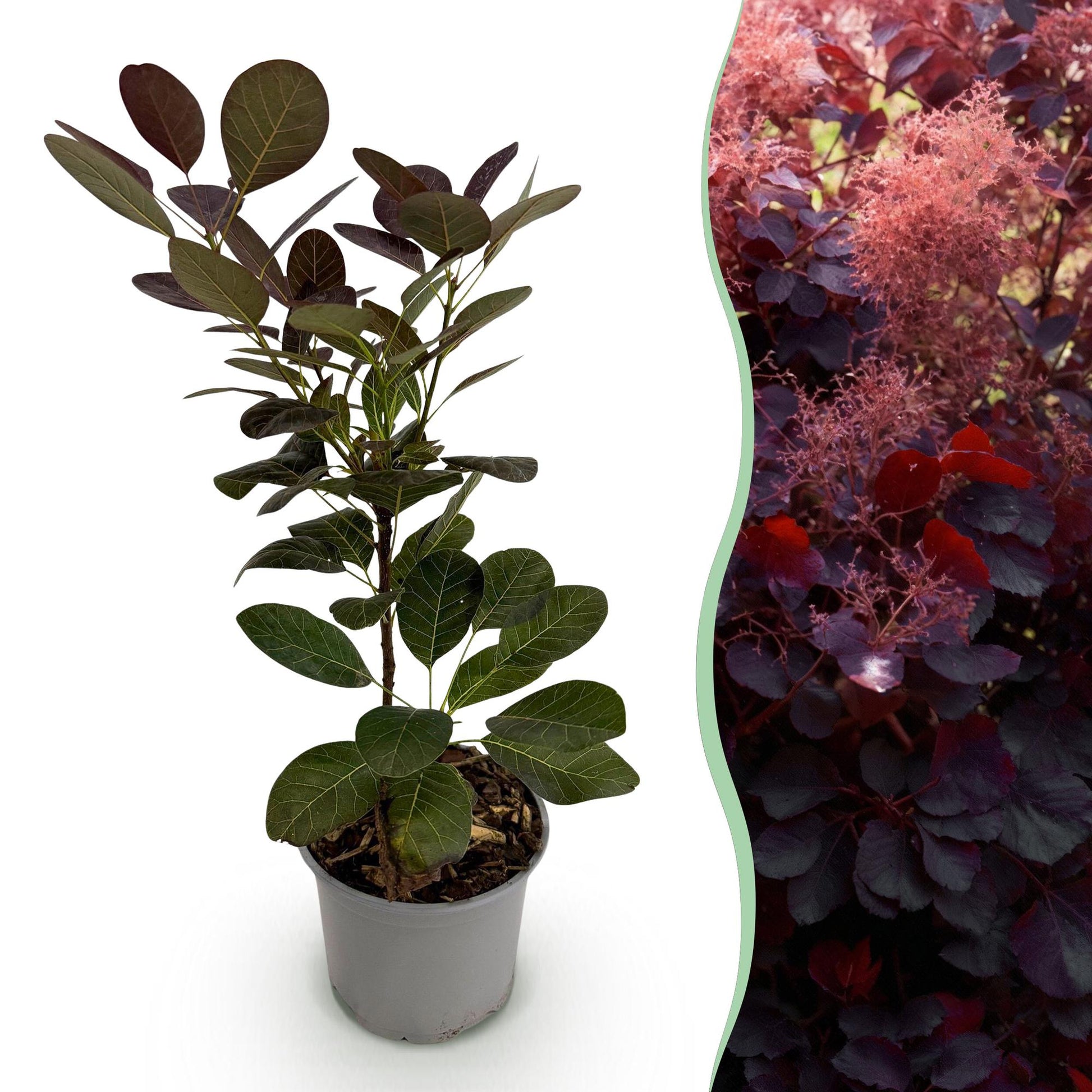 Tuinplant - Cotinus coggyria Royal Purple - Weinig Onderhoud - Forestbloom