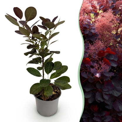Tuinplant - Cotinus coggyria Royal Purple - Weinig Onderhoud - Forestbloom
