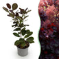 Tuinplant - Cotinus coggyria Royal Purple - Weinig Onderhoud - Forestbloom