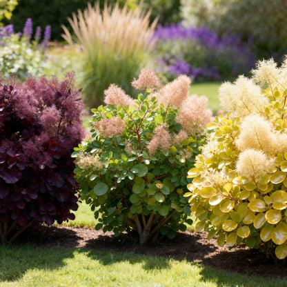 Tuinplant - Cotinus coggyria Tricolour - 3 Planten - Weinig Onderhoud - Forestbloom