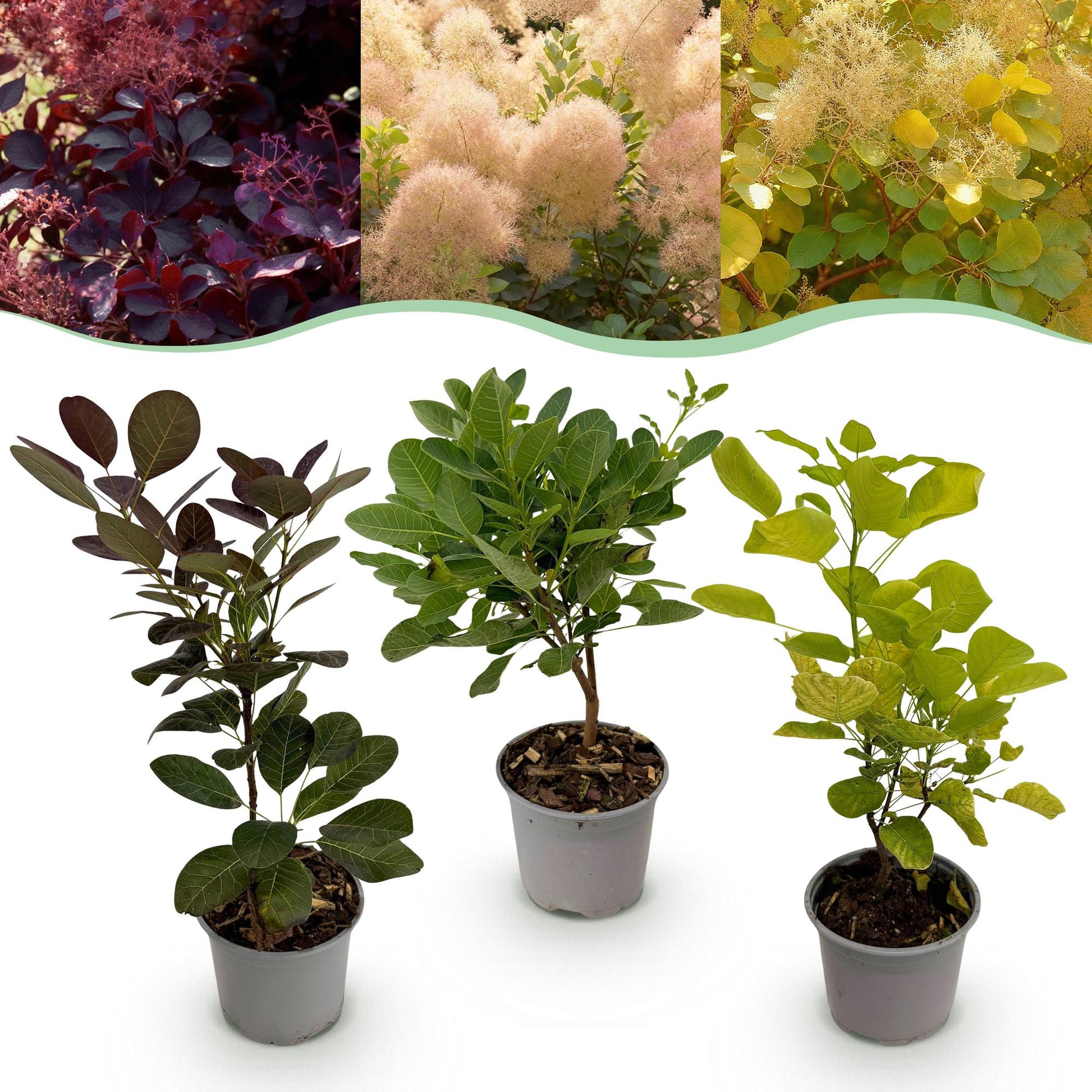 Tuinplant - Cotinus coggyria Tricolour - 3 Planten - Weinig Onderhoud - Forestbloom
