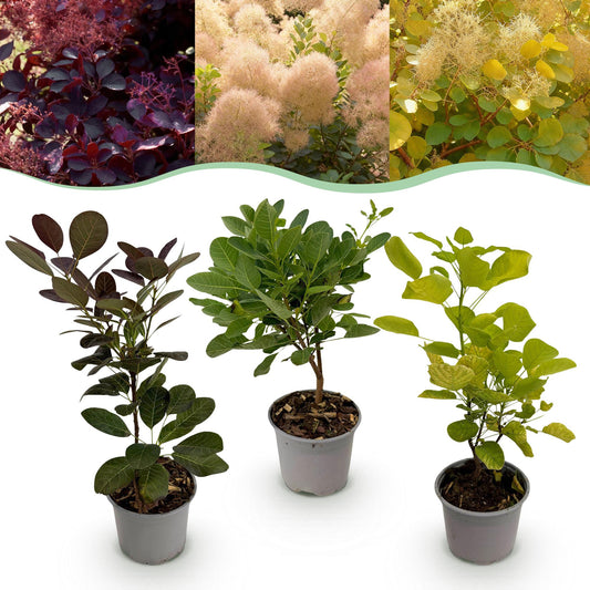 Tuinplant - Cotinus coggyria Tricolour - 3 Planten - Weinig Onderhoud - Forestbloom
