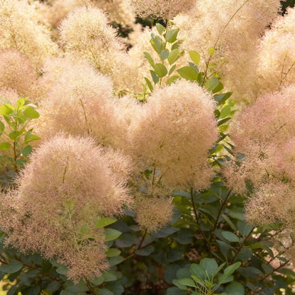 Tuinplant - Cotinus coggyria Young Lady - 3 Planten - Weinig Onderhoud - Forestbloom