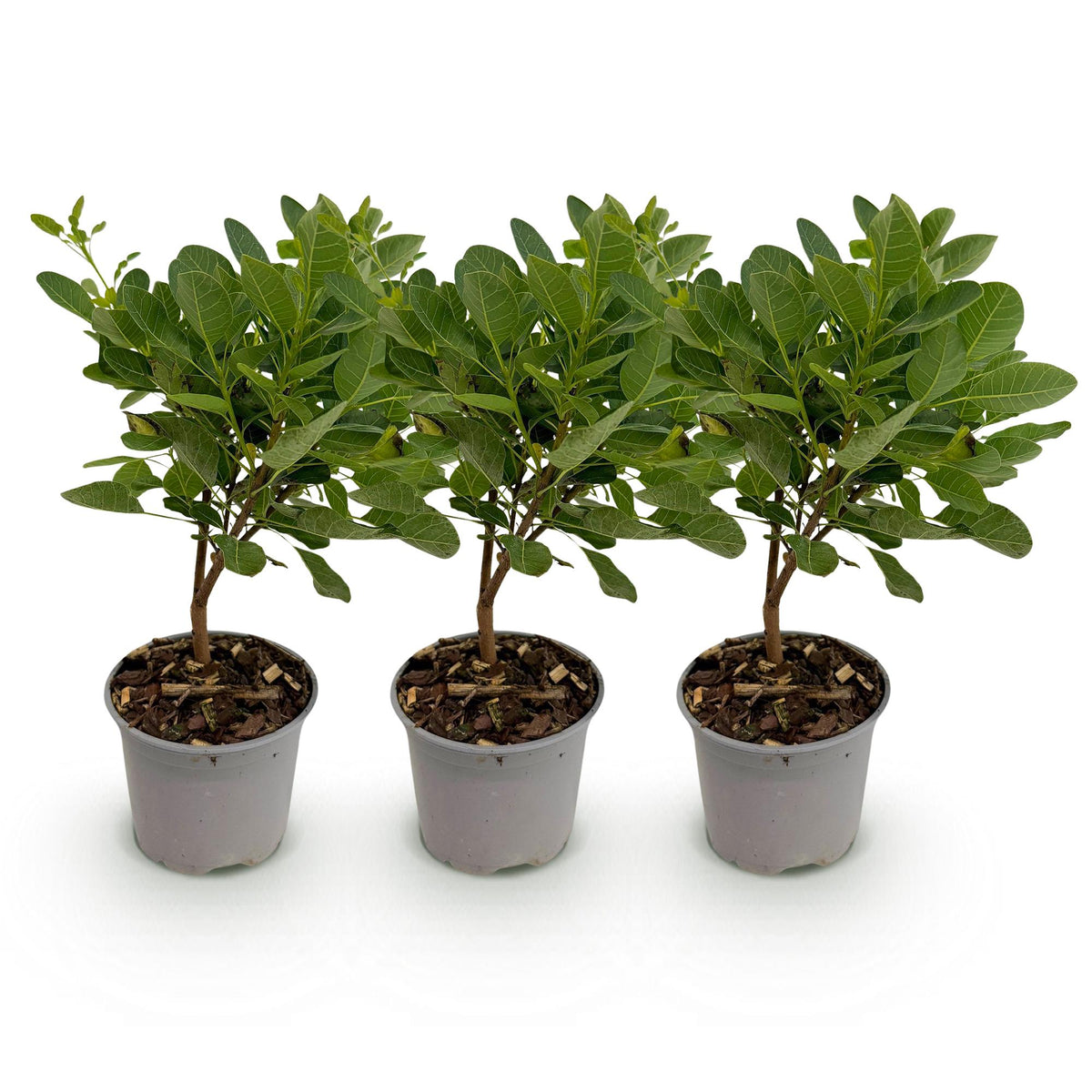 Tuinplant - Cotinus coggyria Young Lady - 3 Planten - Weinig Onderhoud - Forestbloom