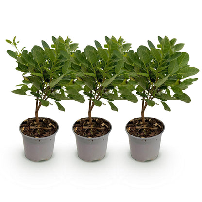 Tuinplant - Cotinus coggyria Young Lady - 3 Planten - Weinig Onderhoud - Forestbloom