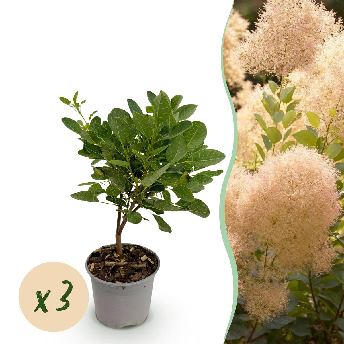 Tuinplant - Cotinus coggyria Young Lady - 3 Planten - Weinig Onderhoud - Forestbloom