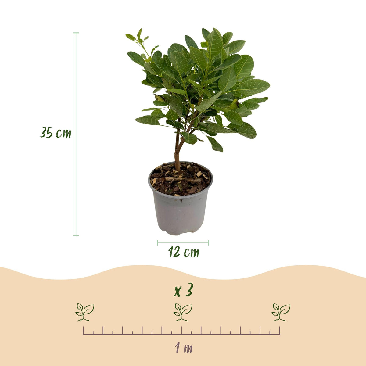 Tuinplant - Cotinus coggyria Young Lady - 3 Planten - Weinig Onderhoud - Forestbloom
