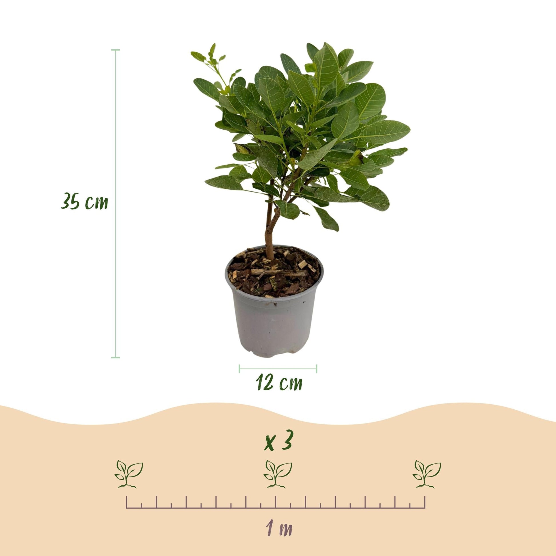 Tuinplant - Cotinus coggyria Young Lady - 3 Planten - Weinig Onderhoud - Forestbloom