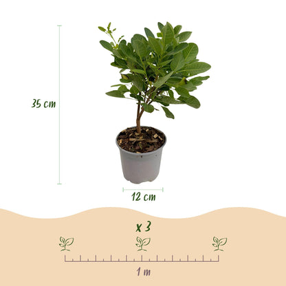 Tuinplant - Cotinus coggyria Young Lady - 3 Planten - Weinig Onderhoud - Forestbloom
