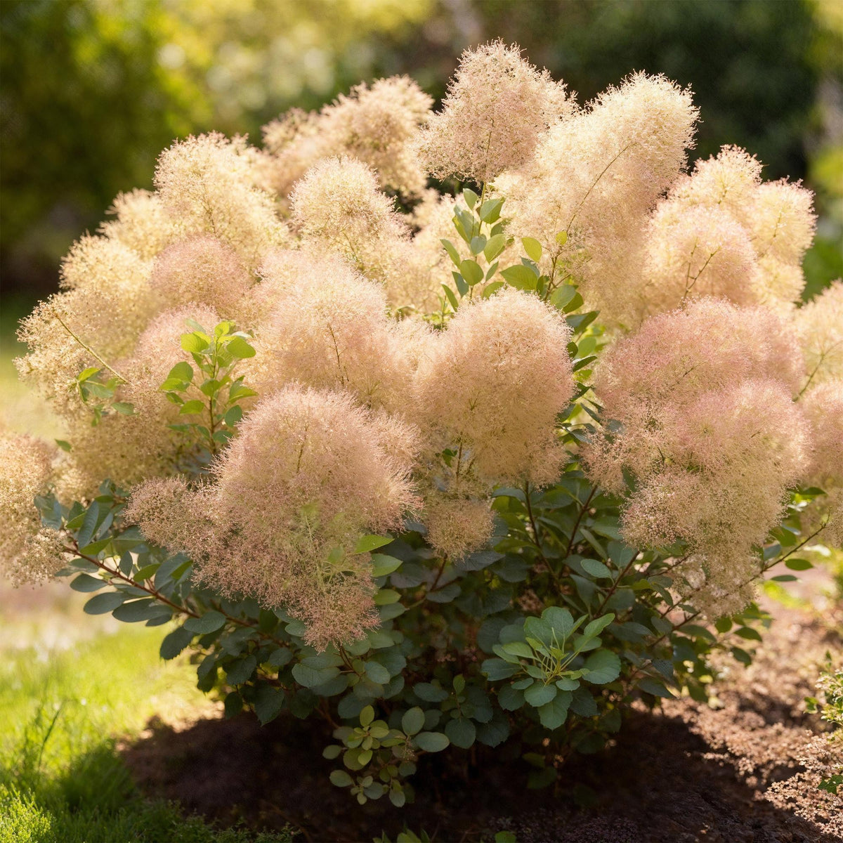 Tuinplant - Cotinus coggyria Young Lady - Weinig Onderhoud - Forestbloom