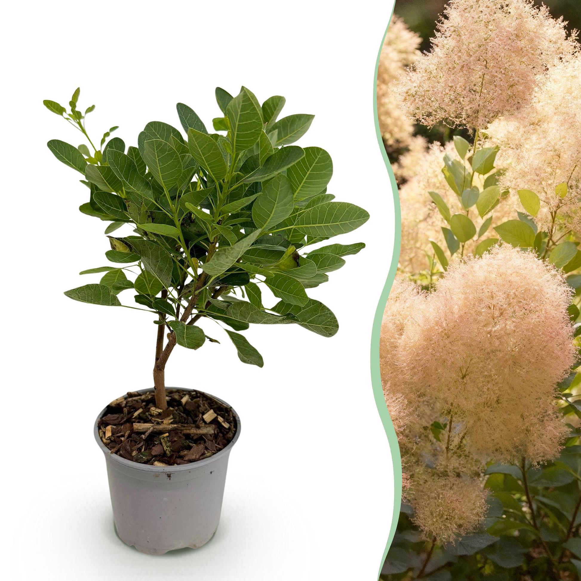 Tuinplant - Cotinus coggyria Young Lady - Weinig Onderhoud - Forestbloom