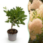 Tuinplant - Cotinus coggyria Young Lady - Weinig Onderhoud - Forestbloom