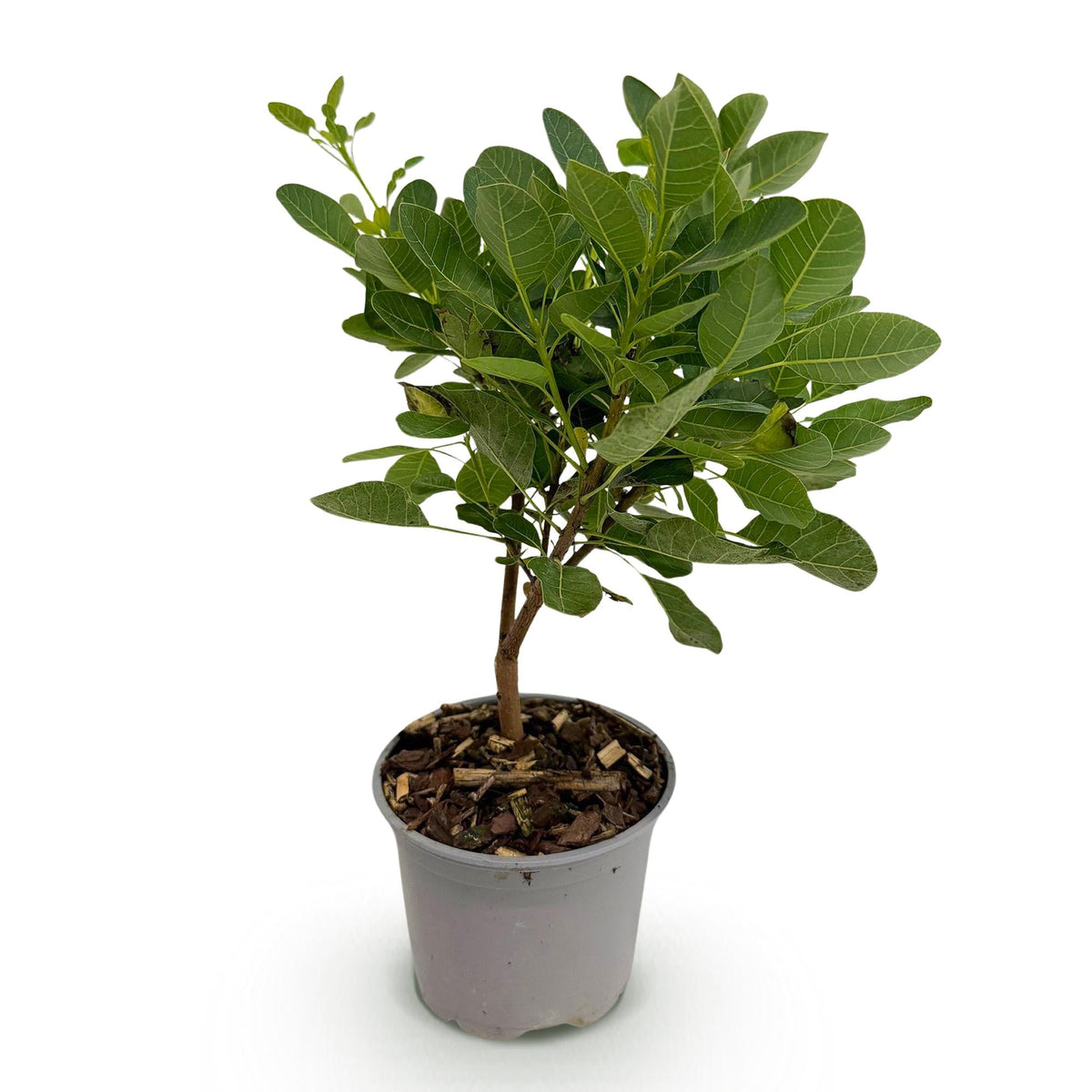 Tuinplant - Cotinus coggyria Young Lady - Weinig Onderhoud - Forestbloom