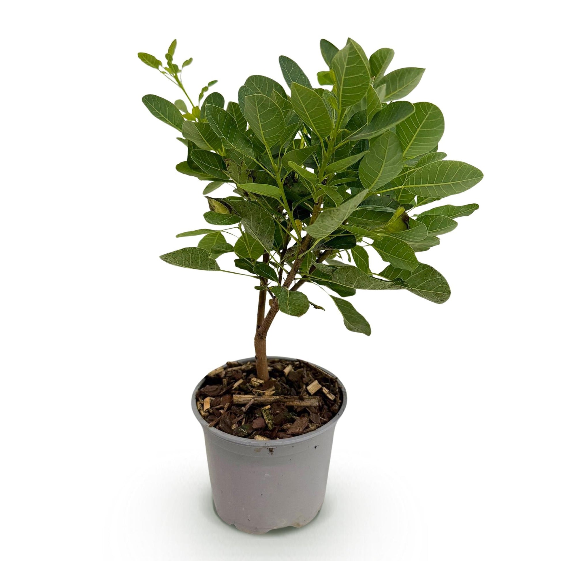 Tuinplant - Cotinus coggyria Young Lady - Weinig Onderhoud - Forestbloom