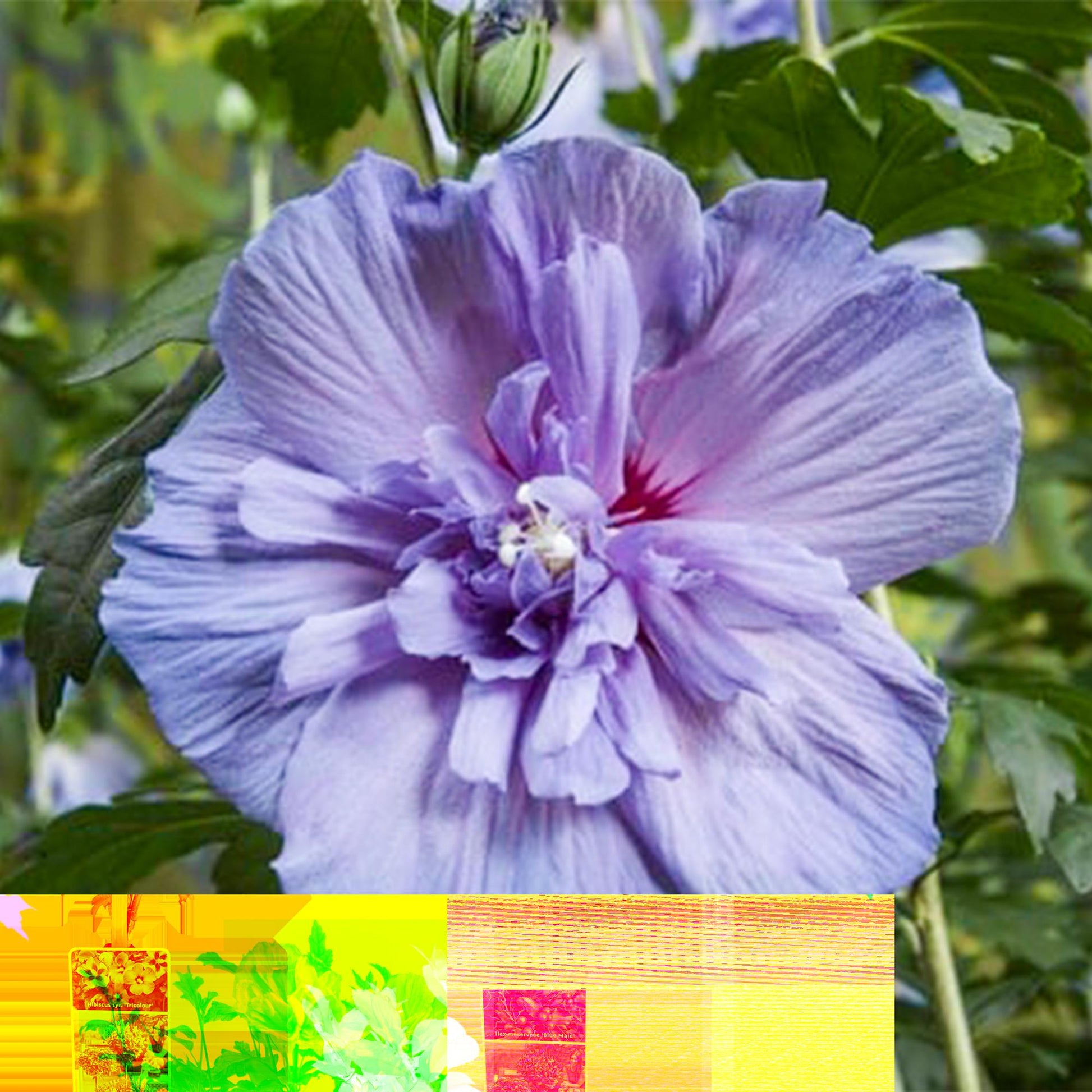 Tuinplant - Hibiscus syriacus Blue Chiffon® - Plant op stam - Terras Plant - Forestbloom