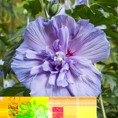 Tuinplant - Hibiscus syriacus Blue Chiffon® - Plant op stam - Terras Plant - Forestbloom