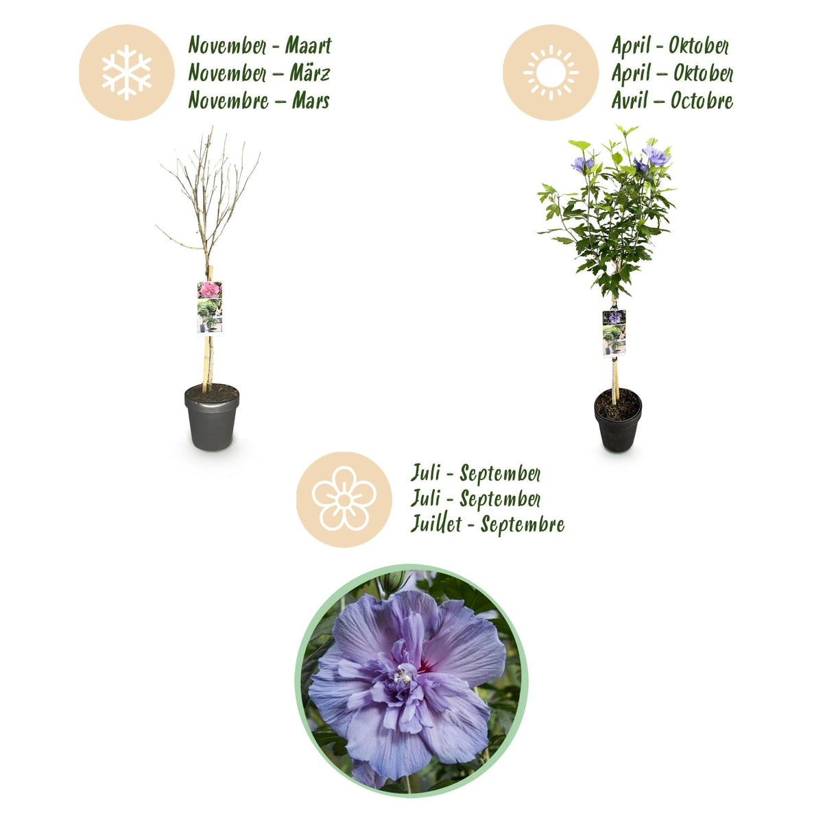 Tuinplant - Hibiscus syriacus Blue Chiffon® - Plant op stam - Terras Plant - Forestbloom