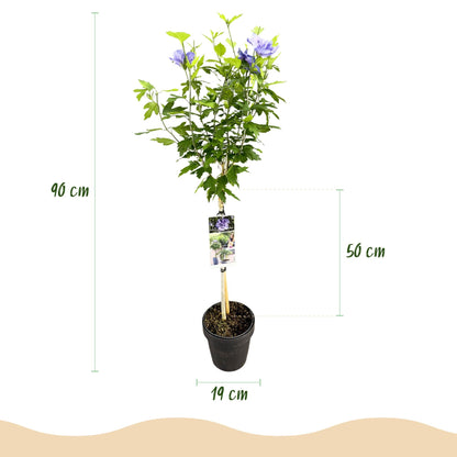 Tuinplant - Hibiscus syriacus Blue Chiffon® - Plant op stam - Terras Plant - Forestbloom