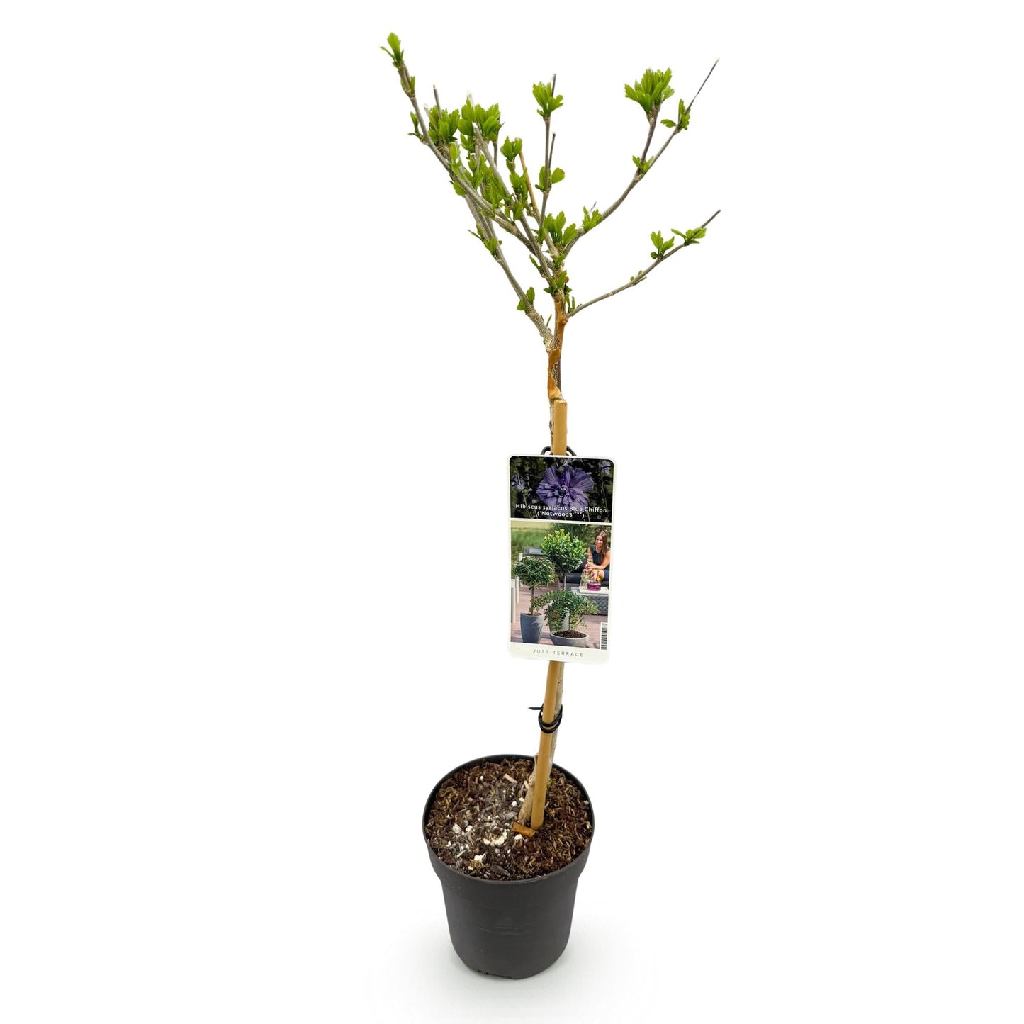 Tuinplant - Hibiscus syriacus Blue Chiffon® - Plant op stam - Terras Plant - Forestbloom