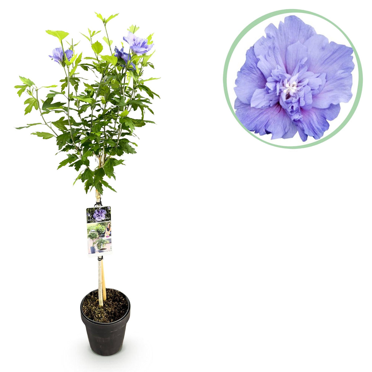 Tuinplant - Hibiscus syriacus Blue Chiffon® - Plant op stam - Terras Plant - Forestbloom