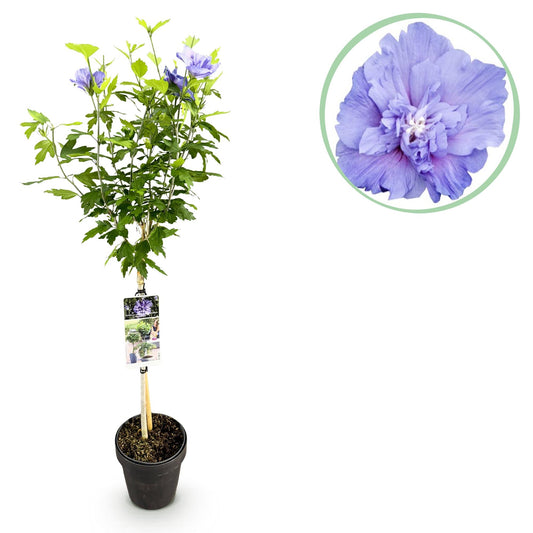 Tuinplant - Hibiscus syriacus Blue Chiffon® - Plant op stam - Terras Plant - Forestbloom