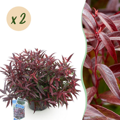 Tuinplant - Leucothoe Burning Love - 2 Planten - Weinig Onderhoud - Forestbloom