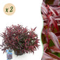 Tuinplant - Leucothoe Burning Love - 2 Planten - Weinig Onderhoud - Forestbloom
