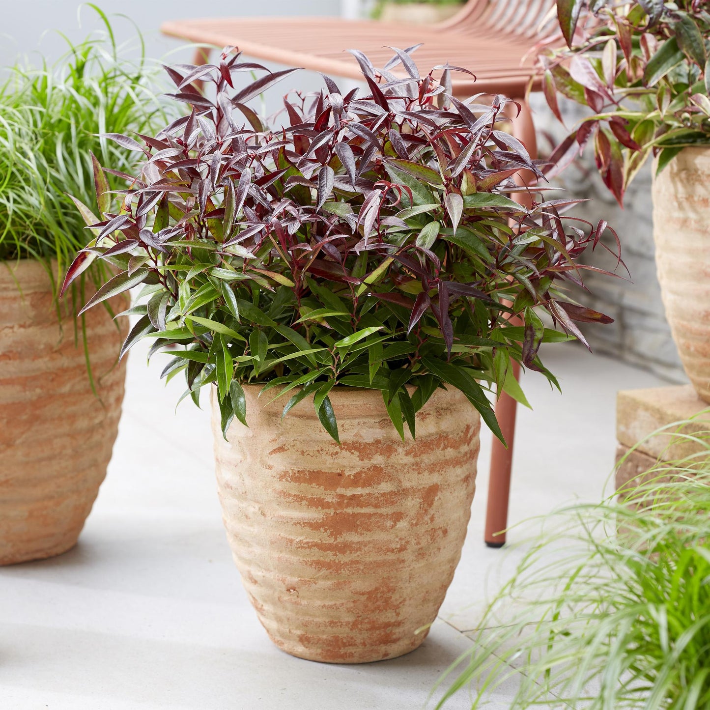Tuinplant - Leucothoe Burning Love - 2 Planten - Weinig Onderhoud - Forestbloom