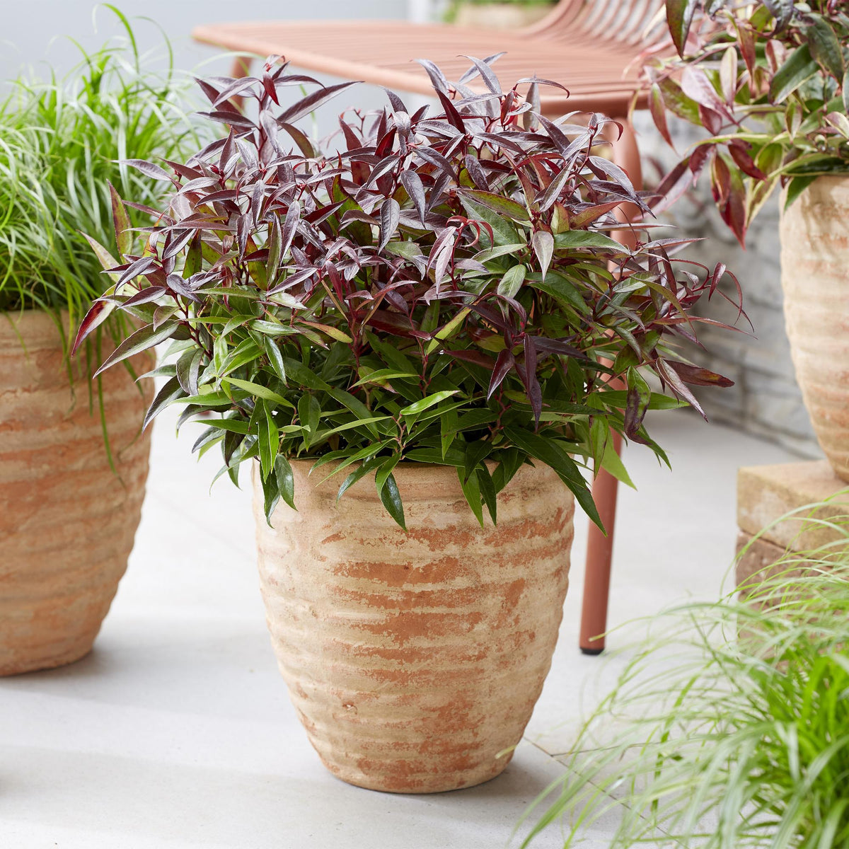 Tuinplant - Leucothoe Burning Love - 2 Planten - Weinig Onderhoud - Forestbloom