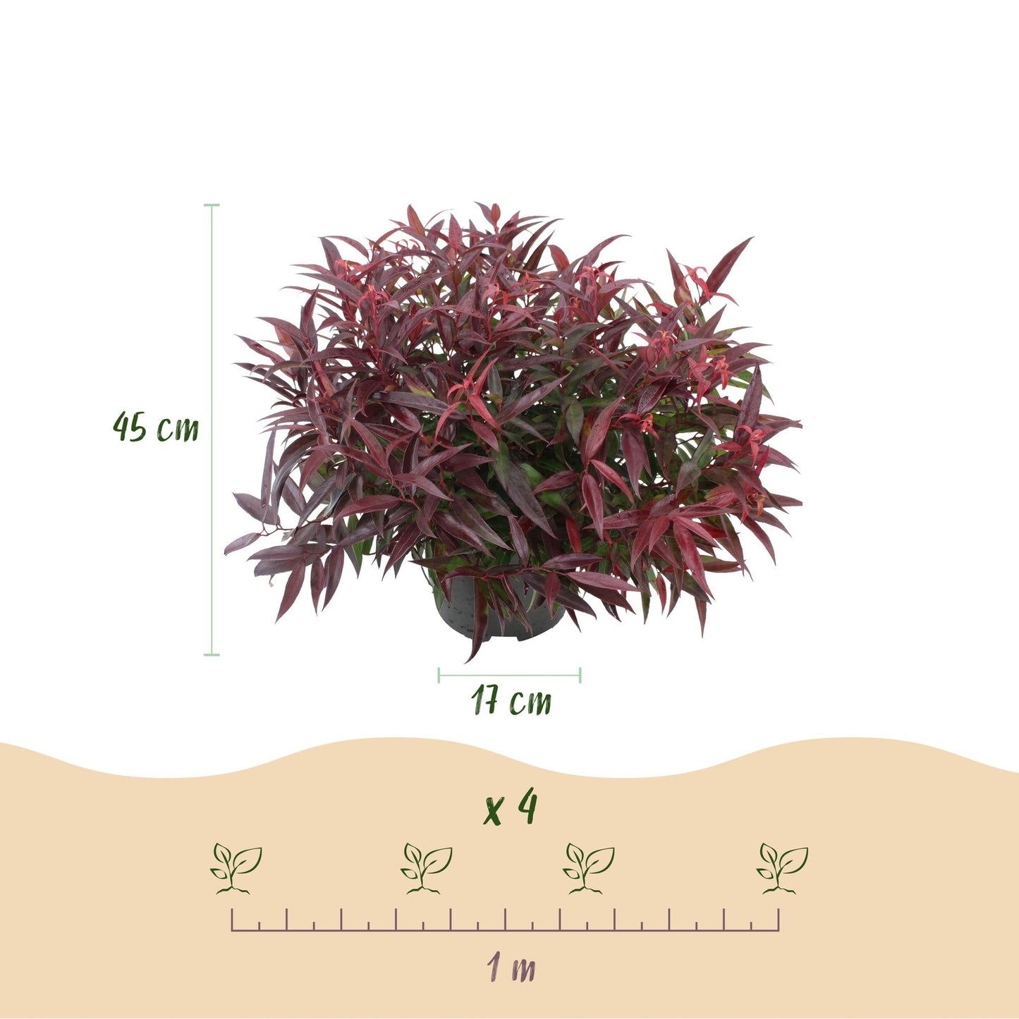 Tuinplant - Leucothoe Burning Love - 2 Planten - Weinig Onderhoud - Forestbloom