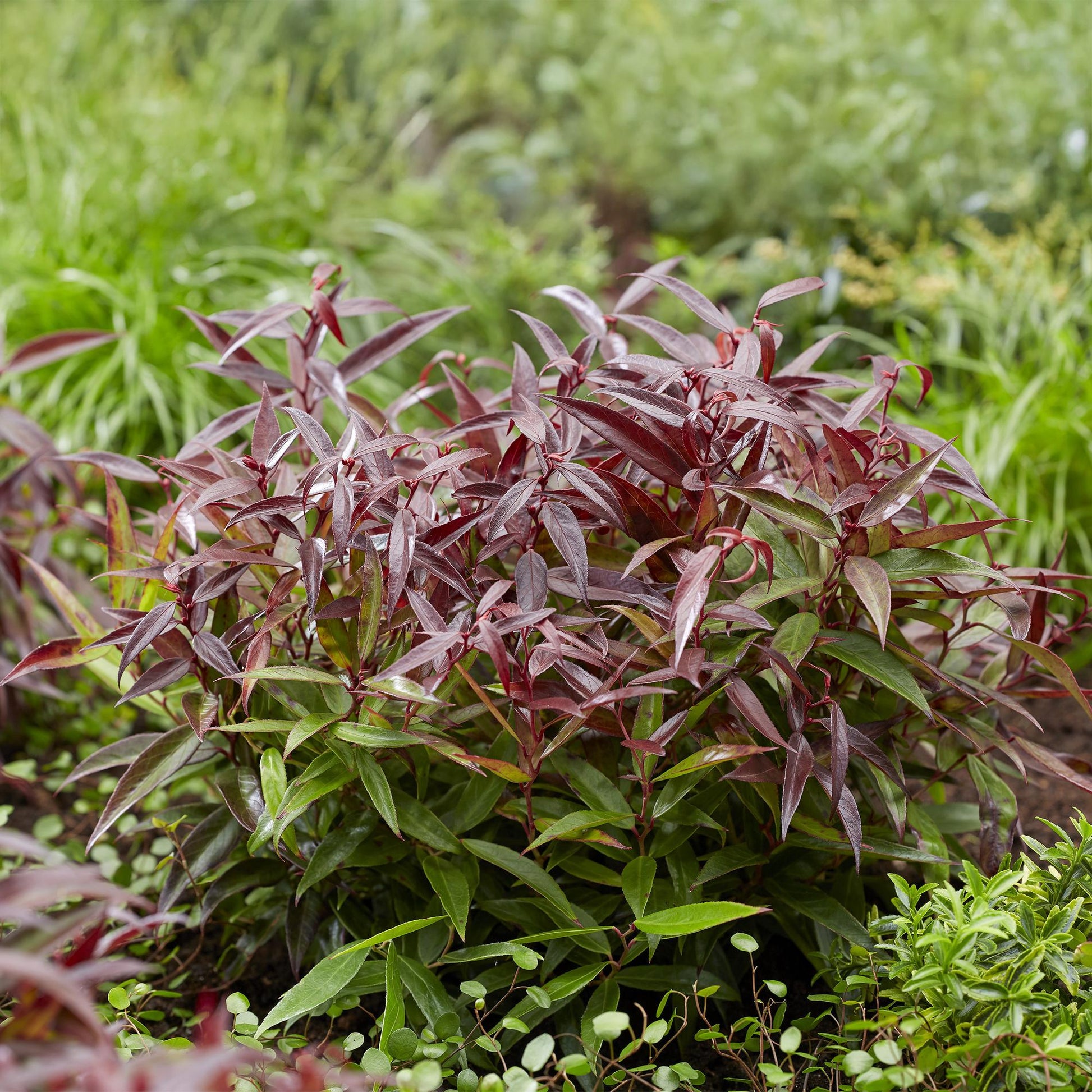 Tuinplant - Leucothoe Burning Love - 2 Planten - Weinig Onderhoud - Forestbloom