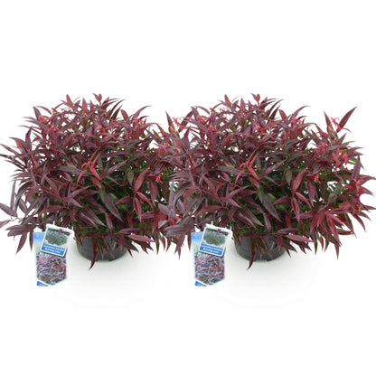 Tuinplant - Leucothoe Burning Love - 2 Planten - Weinig Onderhoud - Forestbloom