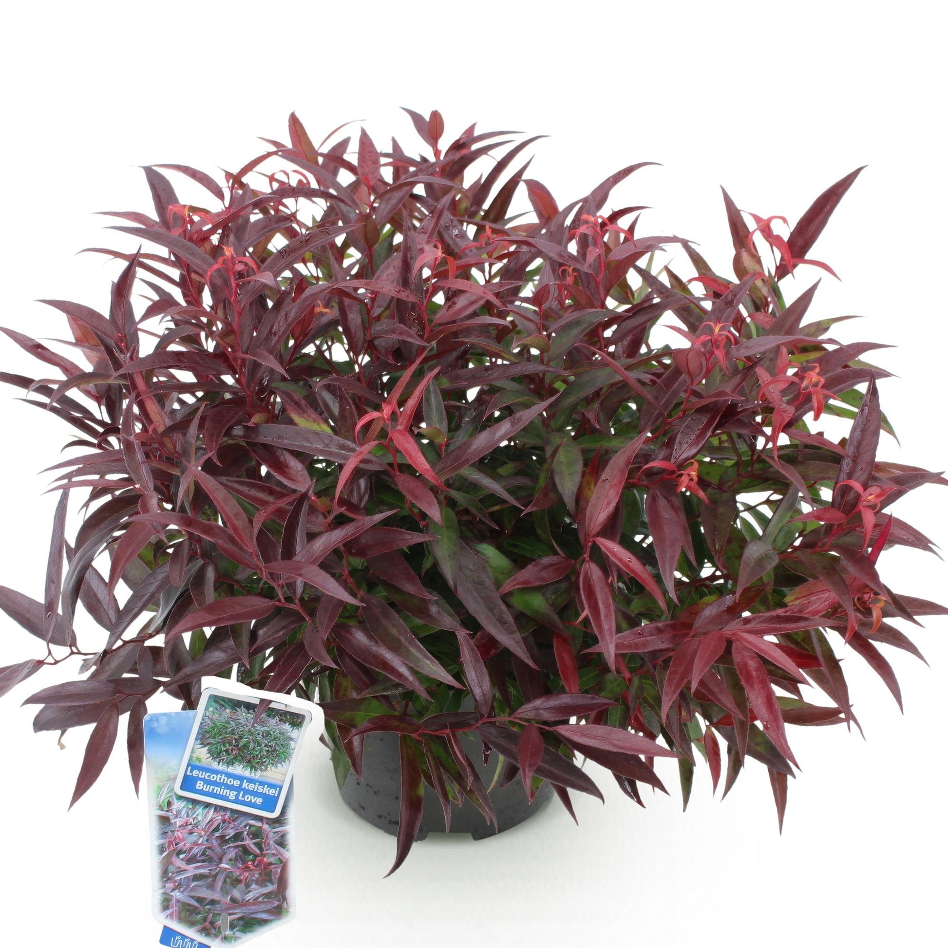 Tuinplant - Leucothoe Burning Love - Weinig Onderhoud - Forestbloom