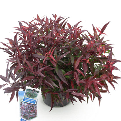 Tuinplant - Leucothoe Burning Love - Weinig Onderhoud - Forestbloom