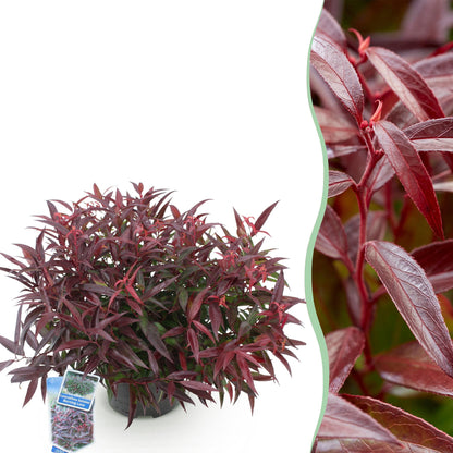 Tuinplant - Leucothoe Burning Love - Weinig Onderhoud - Forestbloom