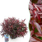Tuinplant - Leucothoe Burning Love - Weinig Onderhoud - Forestbloom