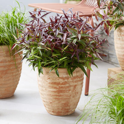 Tuinplant - Leucothoe Burning Love - Weinig Onderhoud - Forestbloom