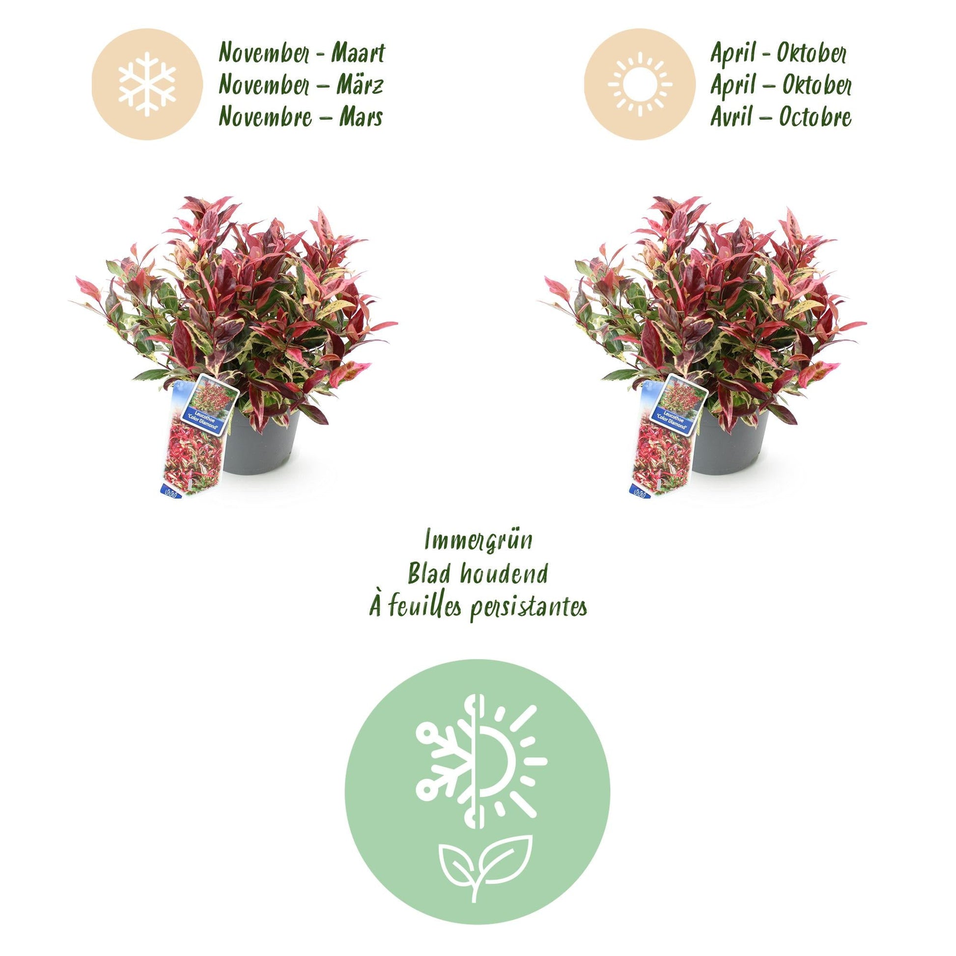 Tuinplant - Leucothoe Colour Diamond - 2 Planten - Weinig Onderhoud - Forestbloom
