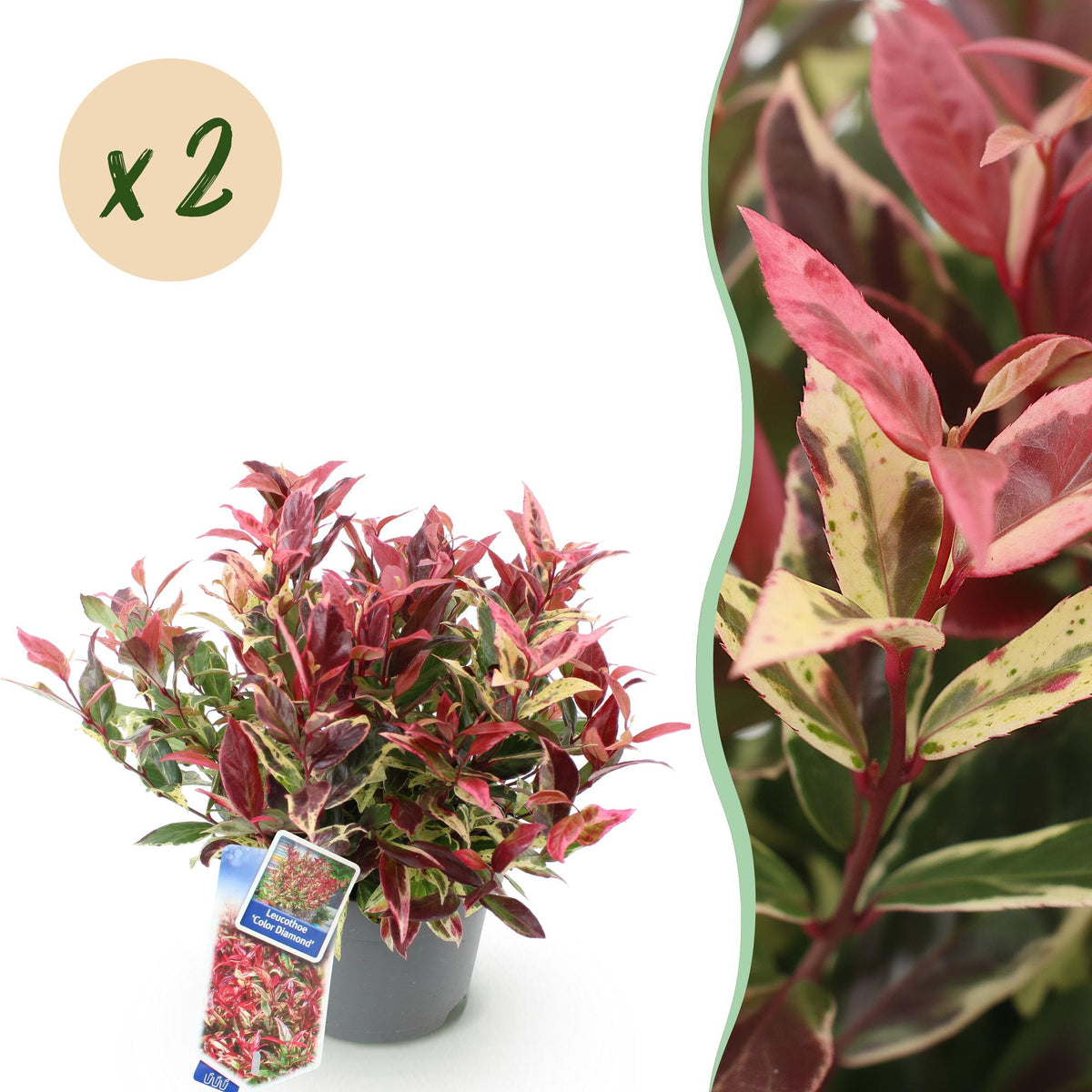 Tuinplant - Leucothoe Colour Diamond - 2 Planten - Weinig Onderhoud - Forestbloom