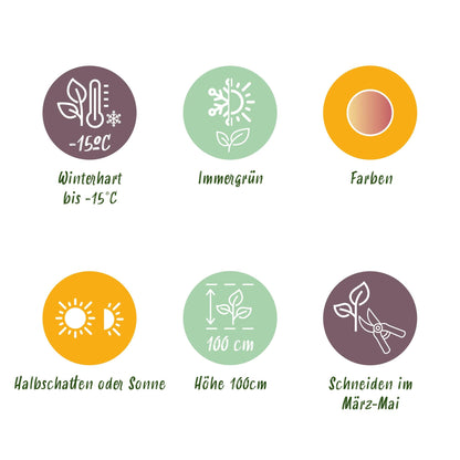Tuinplant - Leucothoe Colour Diamond - Weinig Onderhoud - Forestbloom