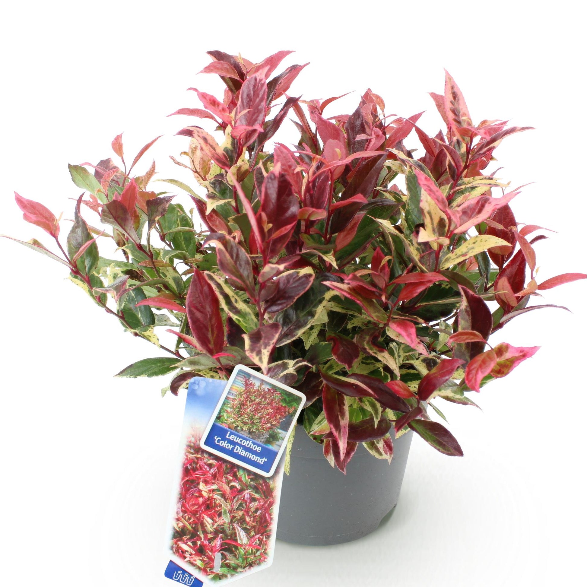 Tuinplant - Leucothoe Colour Diamond - Weinig Onderhoud - Forestbloom